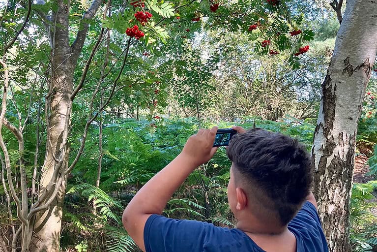 Junge beim Fotografieren im grünen Wald mit Bäumen und roten Beeren.
